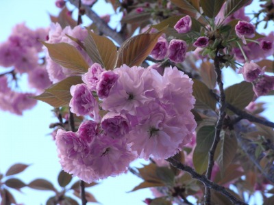 八重桜2009-2.jpg