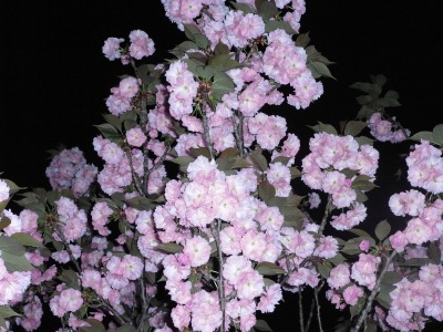 八重桜2009-3.jpg
