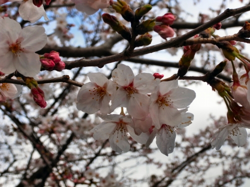 桜2010.jpg
