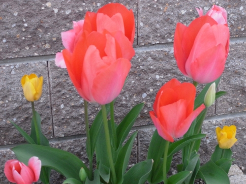 Tulipa2010-04.jpg